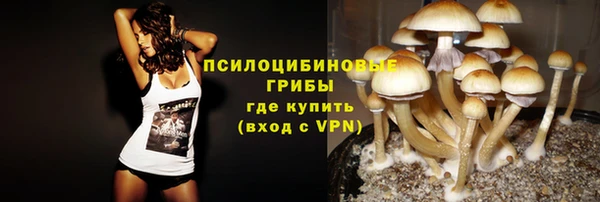 стаф Алзамай