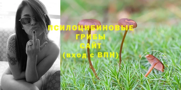 стаф Алзамай