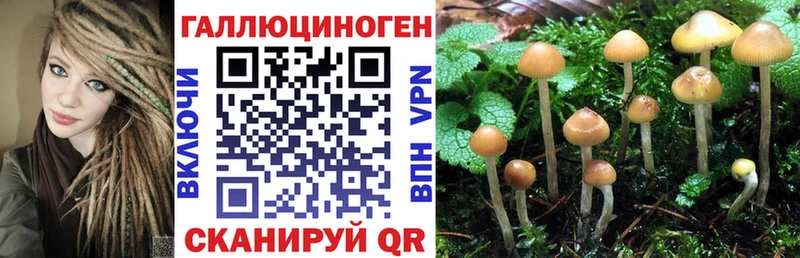 цена наркотик  Кашин  Псилоцибиновые грибы GOLDEN TEACHER 